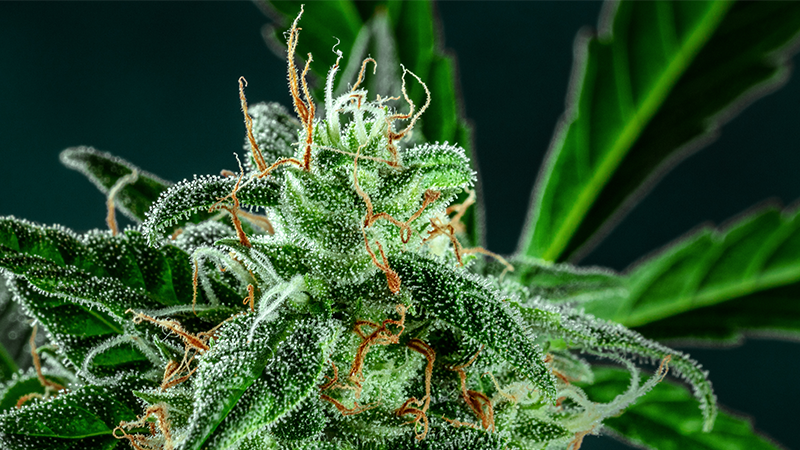 What Are Trichomes and the Different Stages of Trichome Development