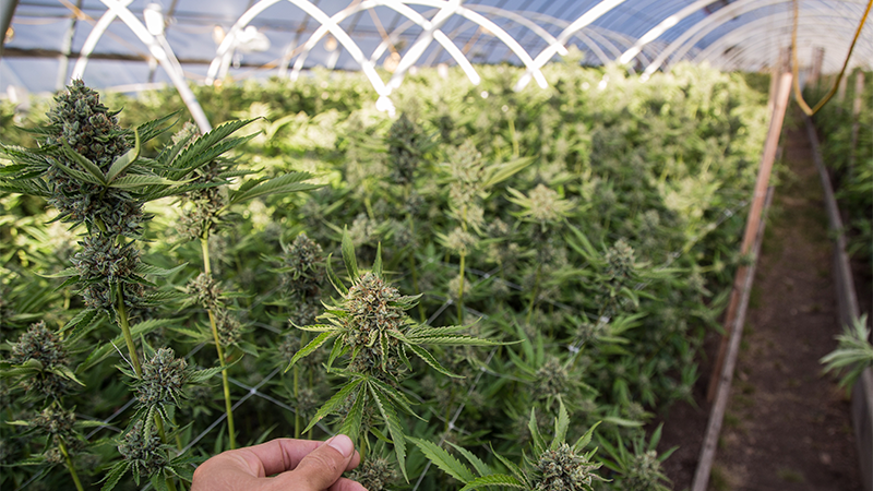 When Should You Harvest Cannabis? The Ultimate Guide