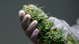 Harvesting Cannabis Buds