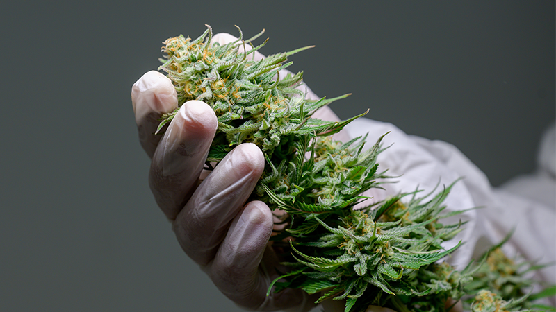 Tips On Harvesting Cannabis and How to Maximum Your Quality Buds