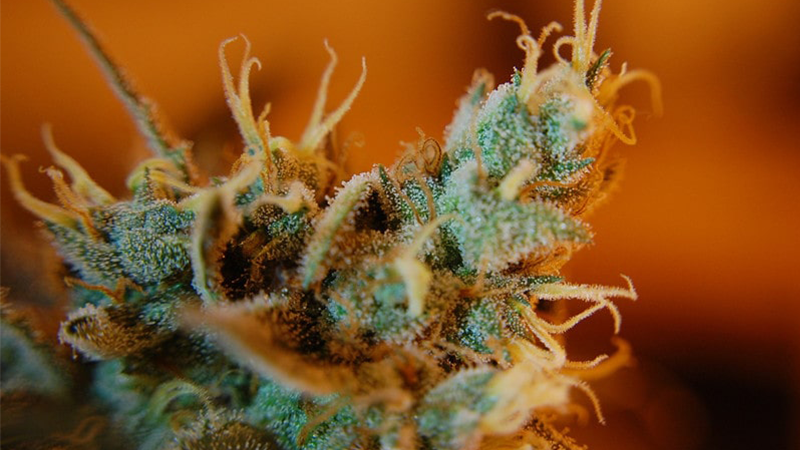 How to Check Trichome Ripeness: Trichomes Ready for Harvest