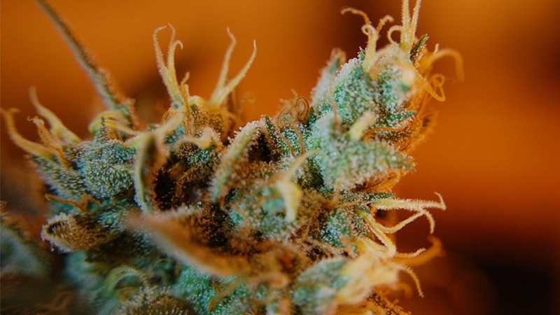 Trichomes Ready for Harvest