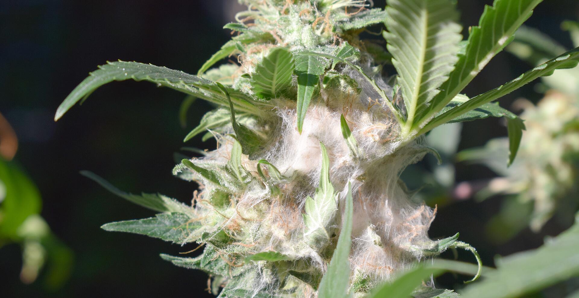 Bud Rot: Signs, Symptoms, and How to Prevent It