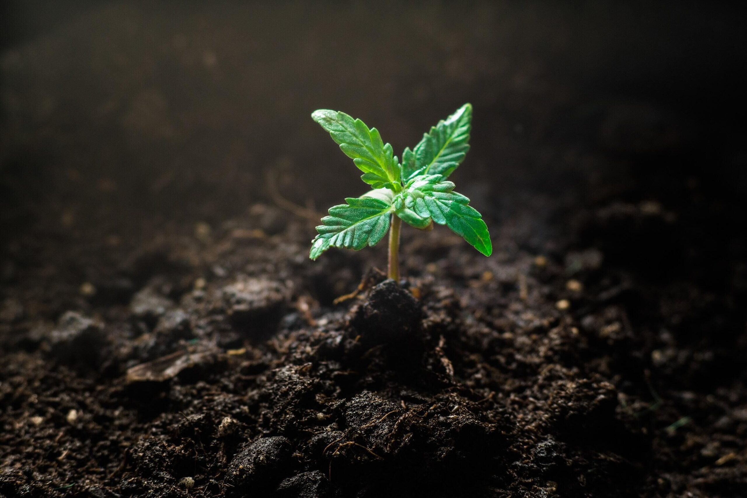 Complete Guide to Cannabis Seedlings Stage Care: Essential Tips for Optimal Growth