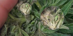 Bud Rot in Cannabis: Causes, Prevention, and Treatment