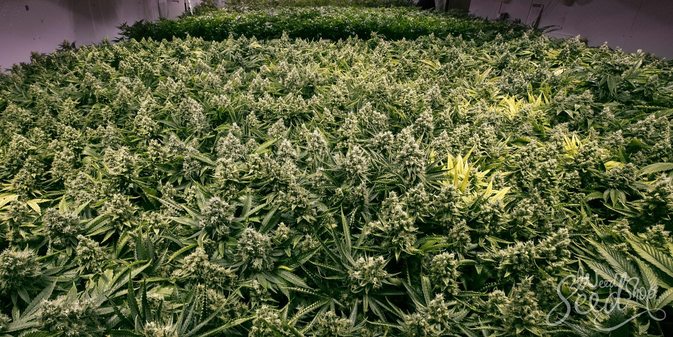 Master the Sea of Green (SOG) Growing Method: Maximize Yields Fast