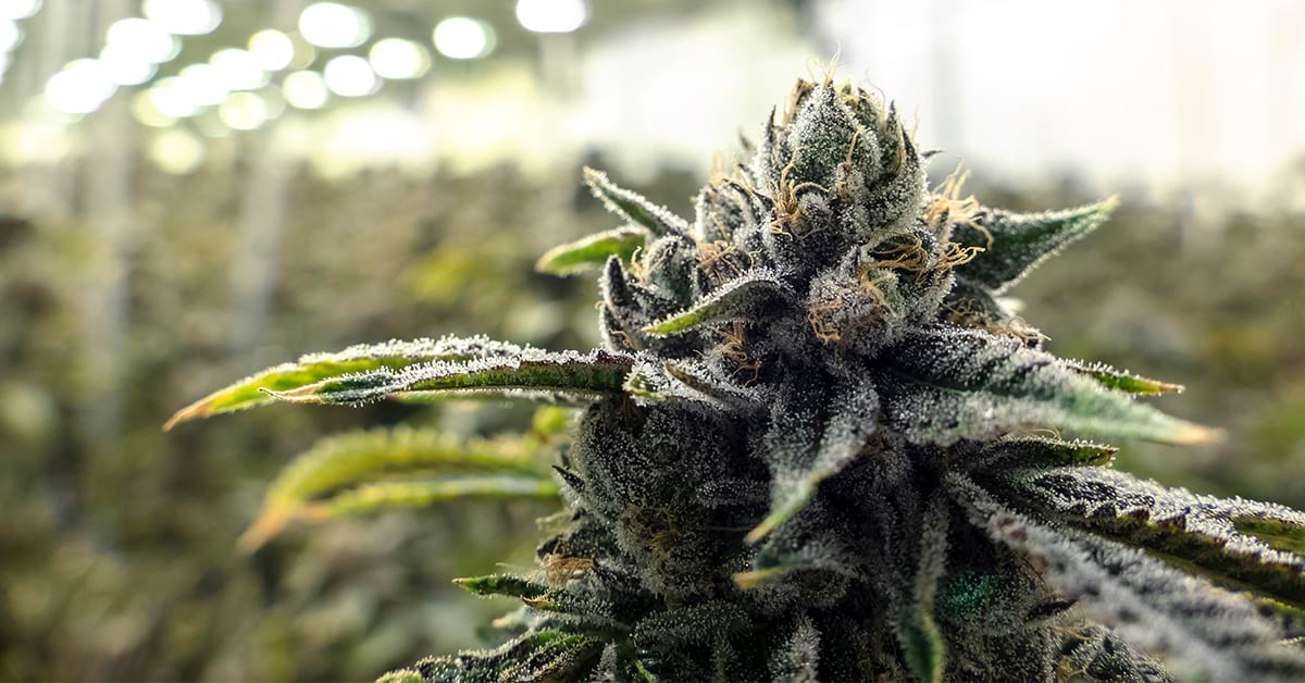 Mastering the Cannabis Flowering Stages: Week-by-Week Insights