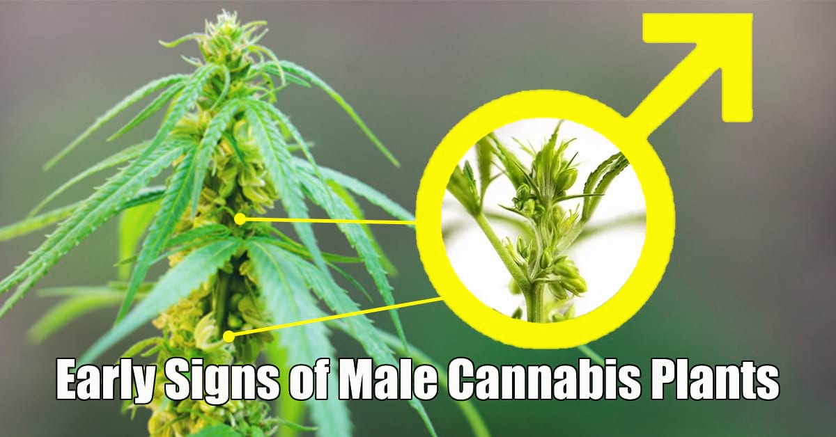 Early Signs of Male Cannabis Plants: What Every Marijuana Grower Should Know